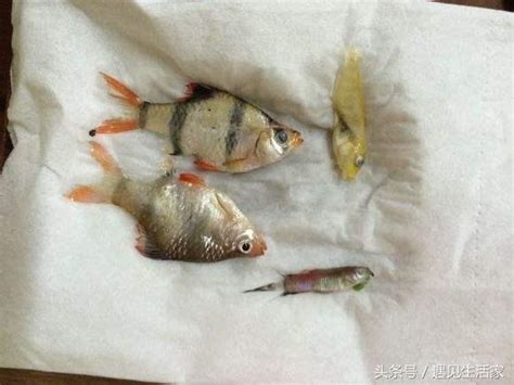 魚缸魚死掉|為什麼我養的魚老是死？養魚8種死法的正確預防方。